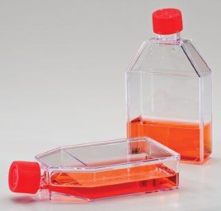 Flat-sided flasks with growth medium inside, for growing cells in culture