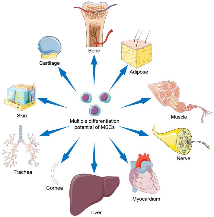 Examples of different tissues that may be generated from stem cells