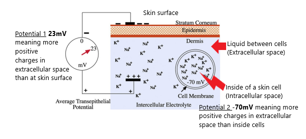 Diagram of skin showing how it creates electrical potentials by moving sodium (Na+) and potassium (K+) ions